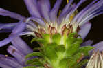 Southern pine aster